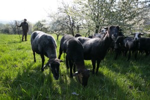 Bioschaf_Elpons_2014-120             